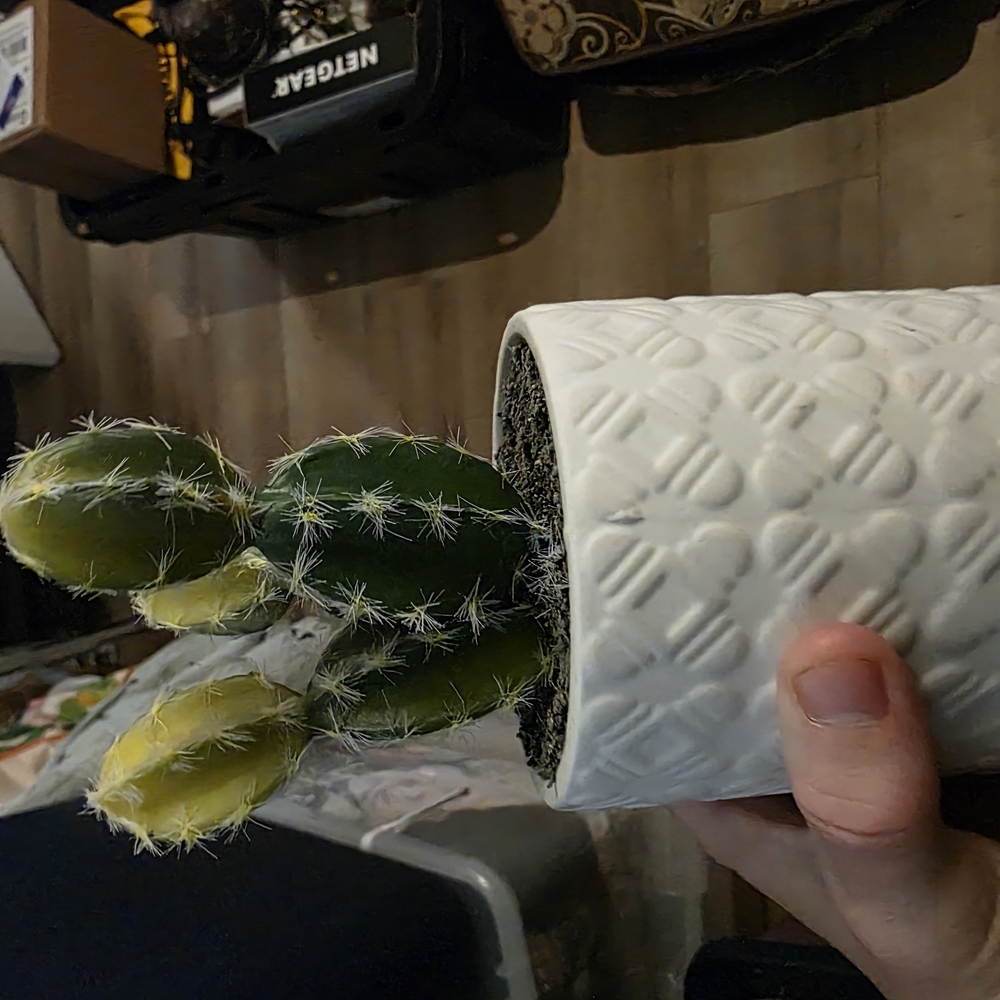 Green and Yellow Cactus in White Textured Pot